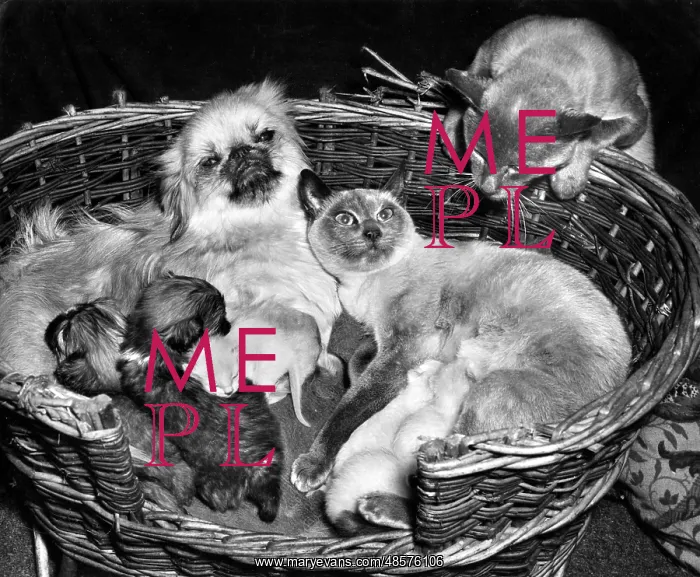 : Peke and Siamese : Peke and Siamese
