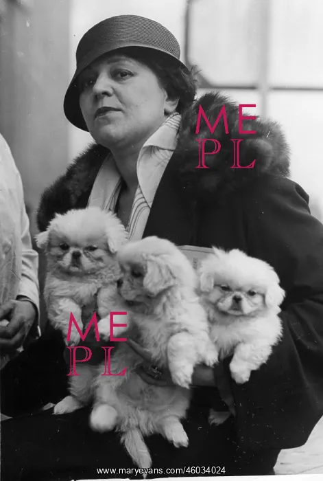 : Pekinese. A dog owner carries her three white pekinese-dogs to the dog show in Paris : Pekinese. A dog owner carries her three white pekinese-dogs to the dog show in Paris