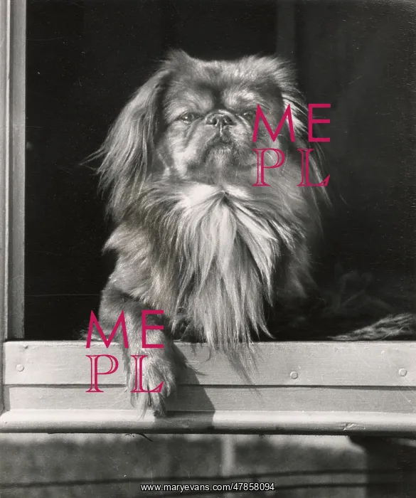  : Pekinese