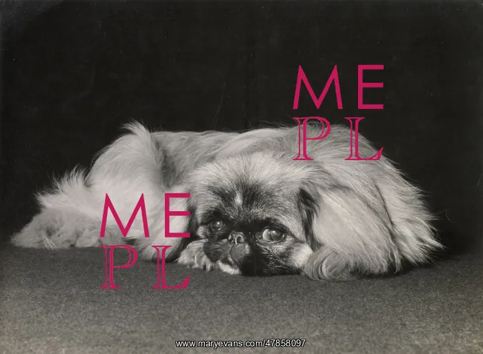 : Pekinese