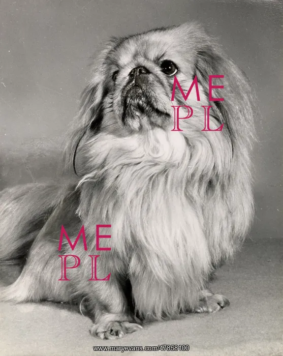  : Pekinese