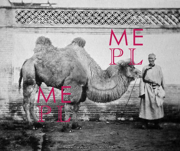 : Pekinese (Beijingese) camel, China : Pekinese (Beijingese) camel, China