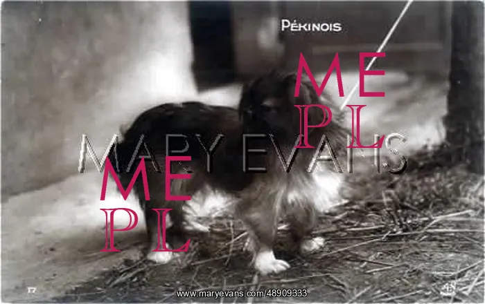  : PEKINESE PHOTO