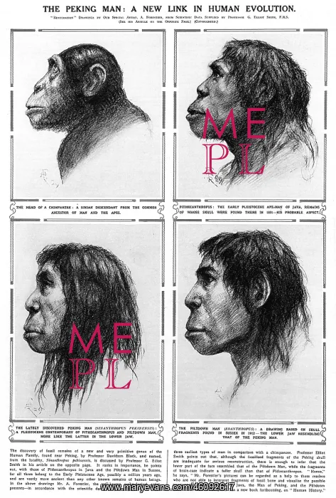 : Peking Man A new link in human evolution : Peking Man A new link in human evolution