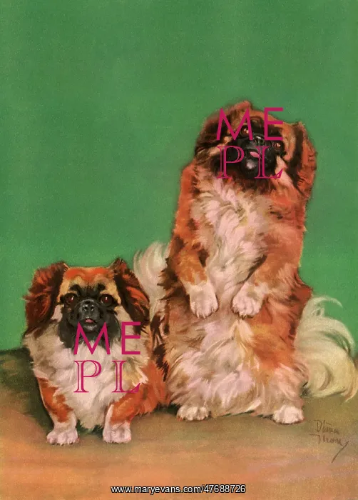  : Two Pekingese