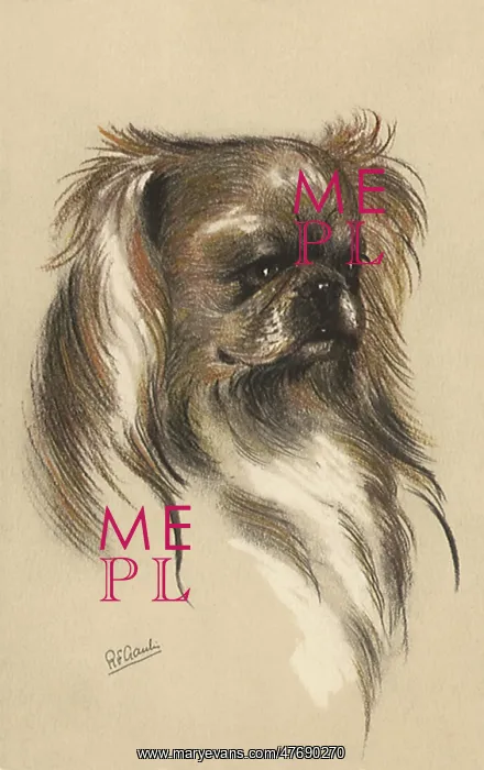  : Pekingese