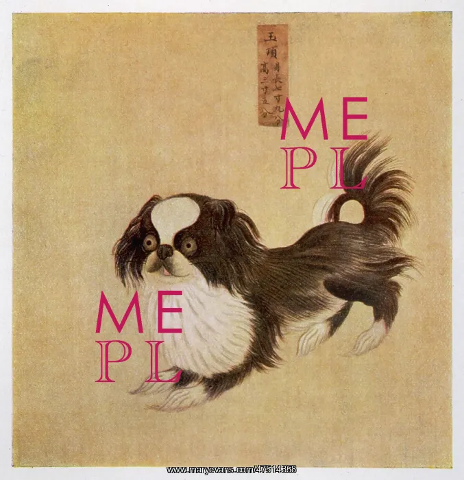 : PEKINGESE CHINESE : PEKINGESE CHINESE