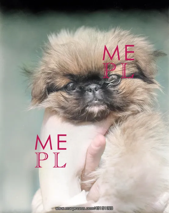 : PEKINGESE DOG : PEKINGESE DOG