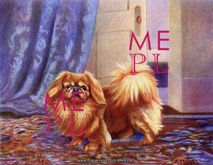  : Pekingese dog