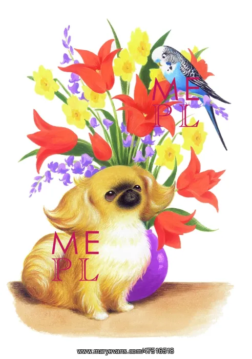 : Pekingese dog and budgerigar with flowers : Pekingese dog and budgerigar with flowers