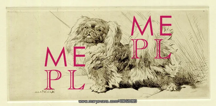 : Pekingese dog, by Harry Rountree : Pekingese dog, by Harry Rountree