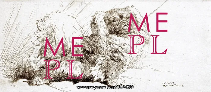  : Pekingese dog by Harry Rountree