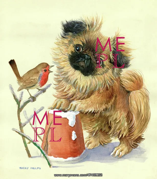 : Pekingese dog and robin in the snow : Pekingese dog and robin in the snow