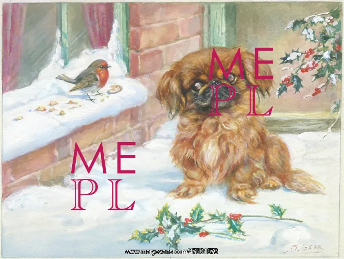 : Pekingese dog in the snow : Pekingese dog in the snow
