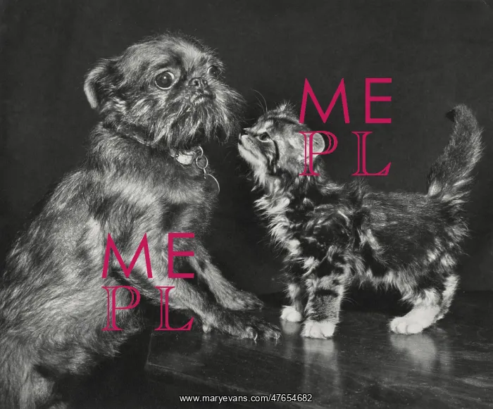 : Pekingese dog and tabby kitten : Pekingese dog and tabby kitten