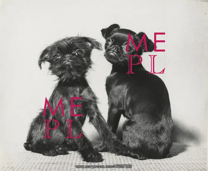  : Two Pekingese puppies