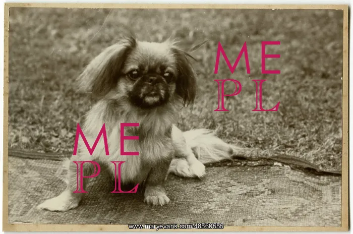  : Pekingese puppy in a garden