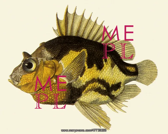  : Pelagic armorhead, Pentaceros richardsoni