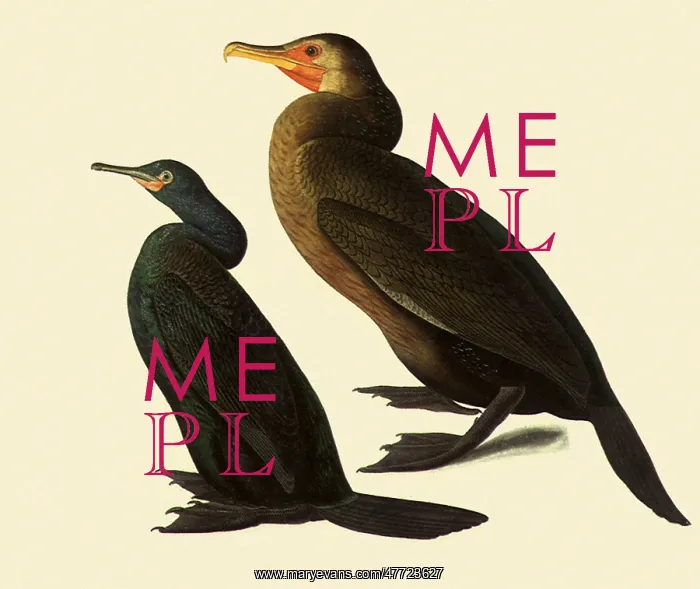: Pelagic and Brandt's Cormorants : Pelagic and Brandt's Cormorants