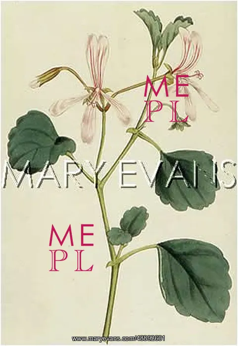  : PELARGONIUM ACETOSUM