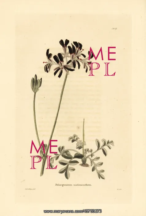 : Pelargonium auritum : Pelargonium auritum