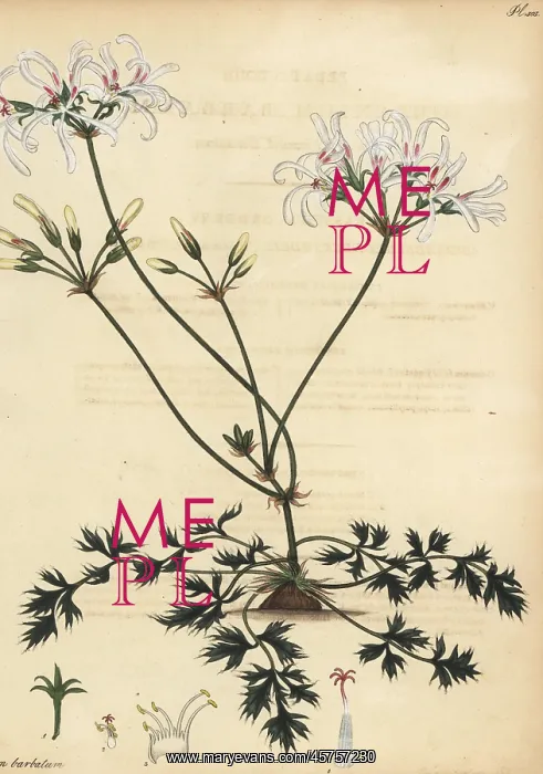: Pelargonium barbatum : Pelargonium barbatum
