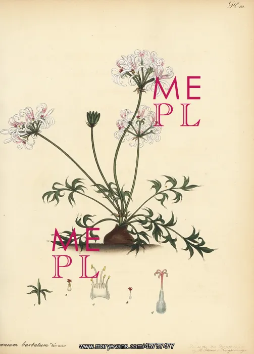 : Pelargonium barbatum : Pelargonium barbatum