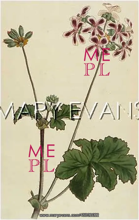  : PELARGONIUM BICOLOR