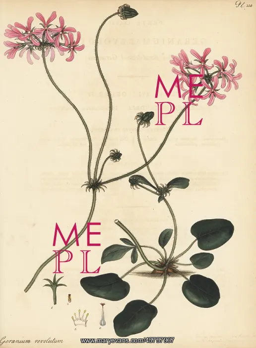 : Pelargonium chelidonium : Pelargonium chelidonium