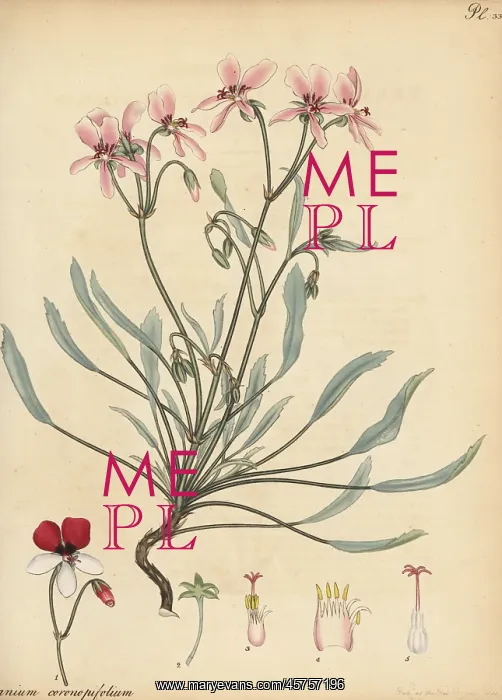 : Pelargonium coronopifolium : Pelargonium coronopifolium