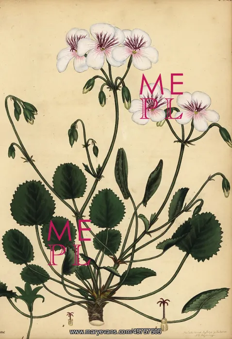 : Pelargonium elegans, South Africa : Pelargonium elegans, South Africa