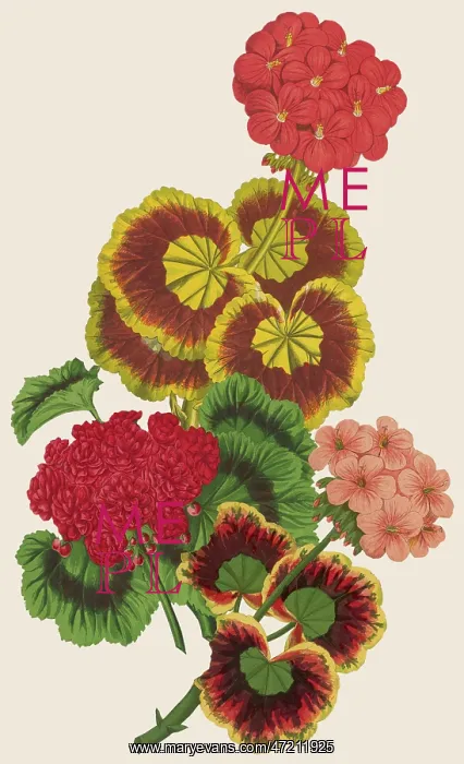  : PELARGONIUM / GERANIUM