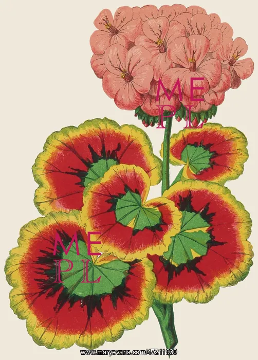  : PELARGONIUM / GERANIUM