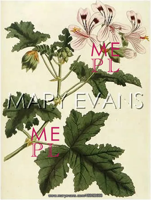  : PELARGONIUM GLUTINOSUM