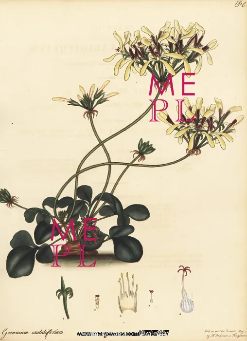 : Pelargonium heterophyllum : Pelargonium heterophyllum