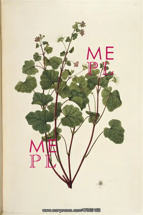 : Pelargonium inodorum, scentless geranium : Pelargonium inodorum, scentless geranium