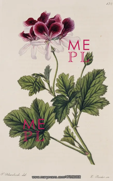 : Pelargonium klierianum, geranium : Pelargonium klierianum, geranium