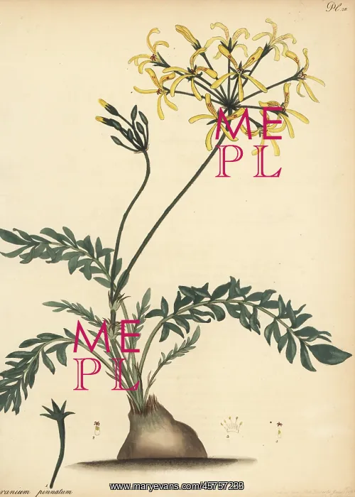 : Pelargonium pinnatum : Pelargonium pinnatum