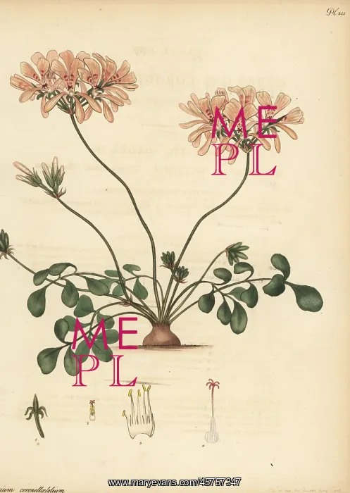 : Pelargonium pinnatum : Pelargonium pinnatum