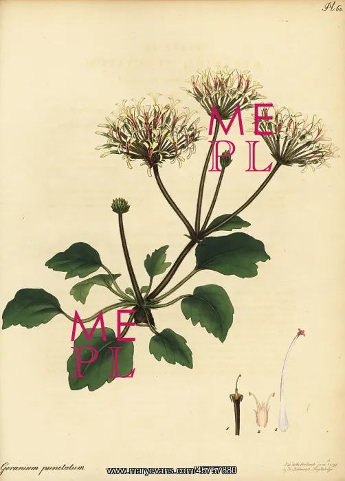: Pelargonium punctatum : Pelargonium punctatum