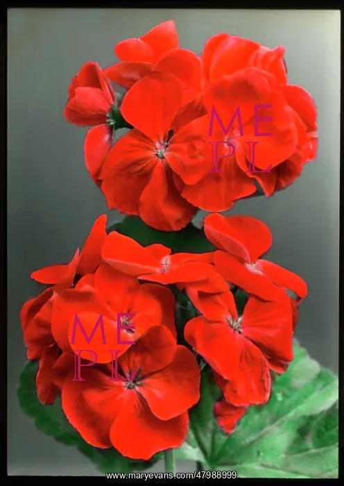  : Pelargonium Sir Thomas Hanbury