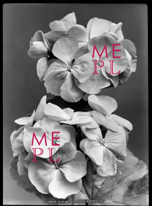 : Pelargonium Sir Thomas Hanbury : Pelargonium Sir Thomas Hanbury
