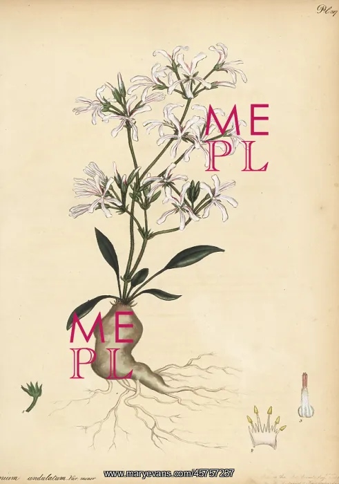 : Pelargonium undulatum : Pelargonium undulatum