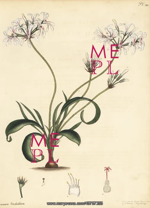 : Pelargonium undulatum : Pelargonium undulatum