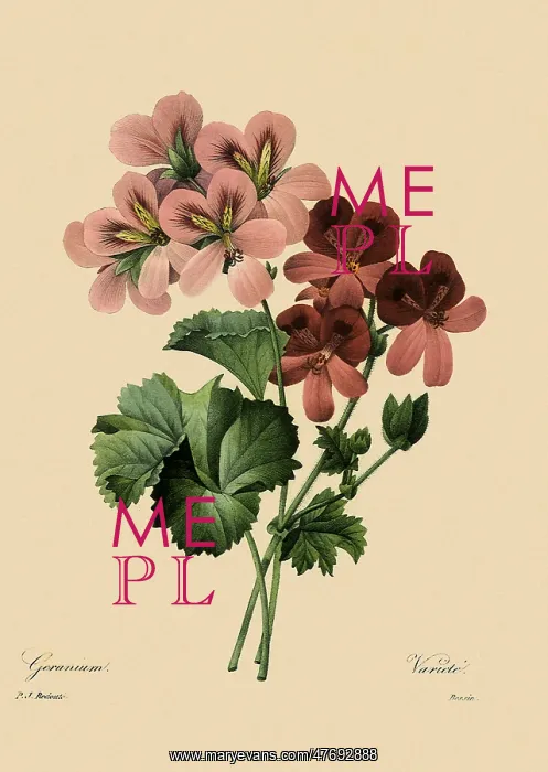 : Pelargonium x daveyanum : Pelargonium x daveyanum