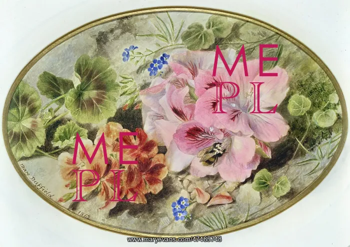 : Pelargoniums with Forget-me-not