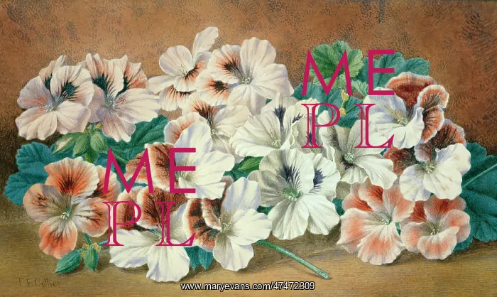  : Pelargoniums (white and pink)