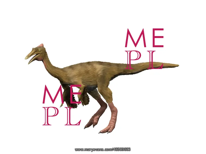 : Pelecanimimus polydon, Early Cretaceous of Spain : Pelecanimimus polydon, Early Cretaceous of Spain