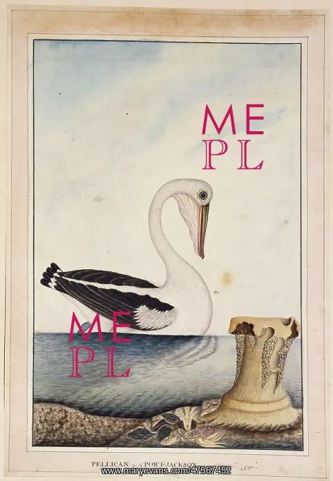 : Pelecanus conspicillatus, white pelican : Pelecanus conspicillatus, white pelican
