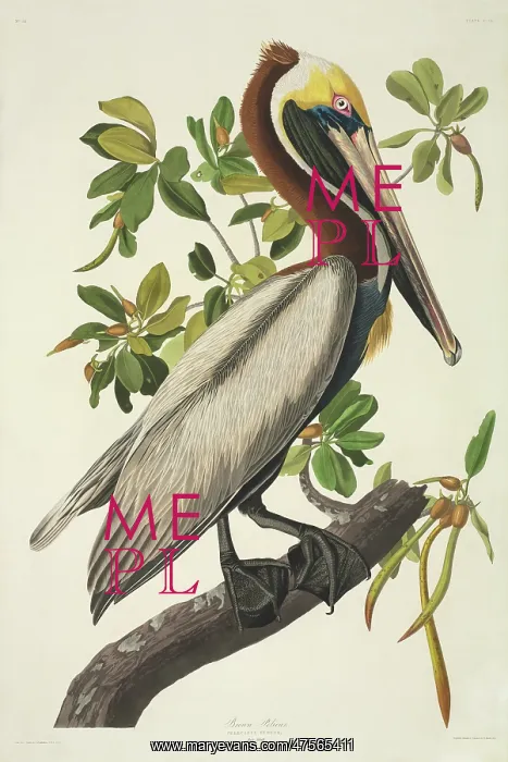 : Pelecanus occidentalis, brown pelican : Pelecanus occidentalis, brown pelican